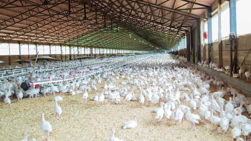 Правительство расширило меры поддержки птицеводов