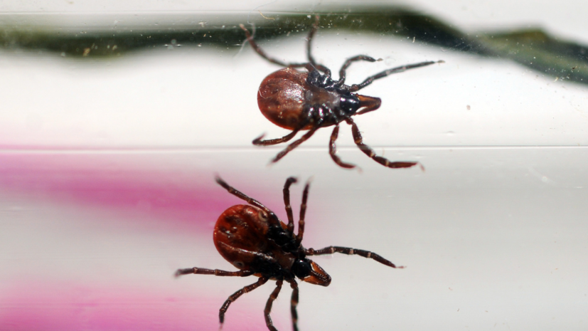 В Удмуртии от клещей пострадали более 16 тысяч жителей