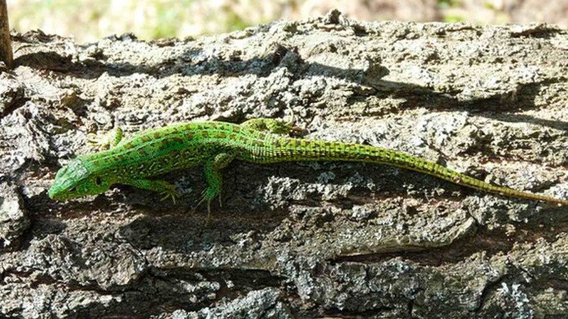 В Мосприроде рассказали о росте популяции редких ящериц в парке «Кузьминки-Люблино»