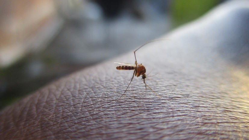 Россиян предупредили о возможном появлении комаров — переносчиков лихорадки Западного Нила