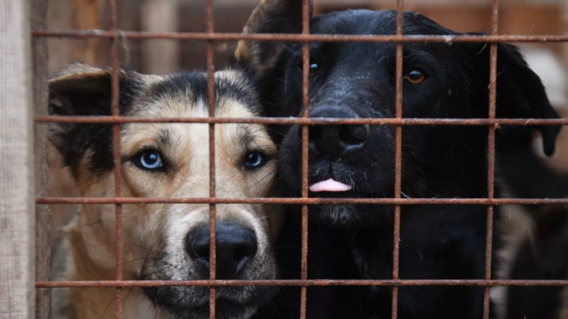 Директор благотворительного фонда высказалась о чипировании животных