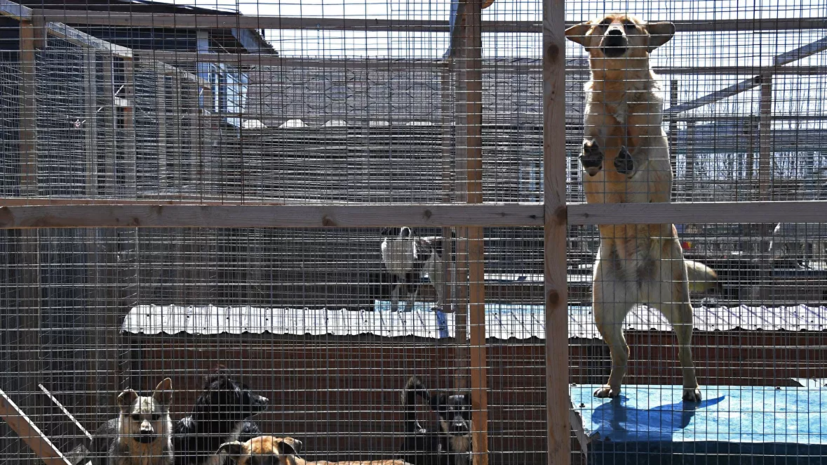 Акция по чипированию животных стартует в Москве 1 сентября