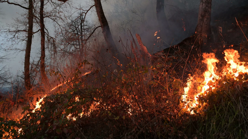 Глава Якутии рассказал о ситуации с лесными пожарами в регионе