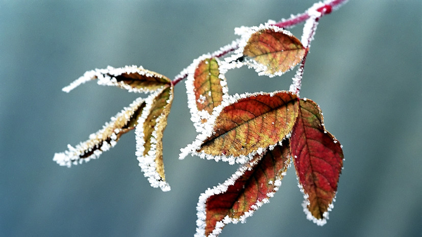 Спасатели предупредили о заморозках в Ленобласти