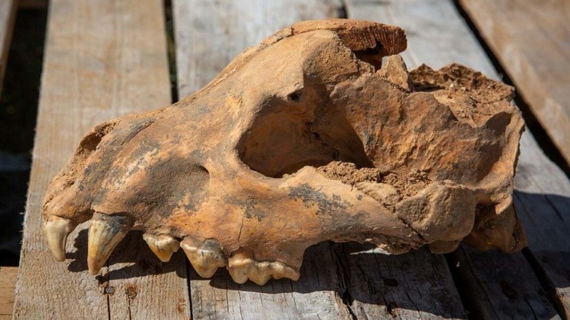 В Крыму в пещере Таврида обнаружен череп гигантской гиены