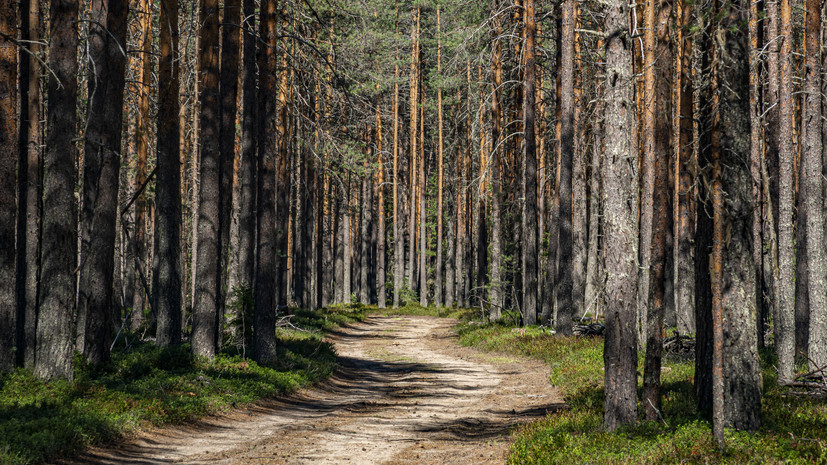 Акция «Сохраним лес» начнётся в Удмуртии 17 сентября