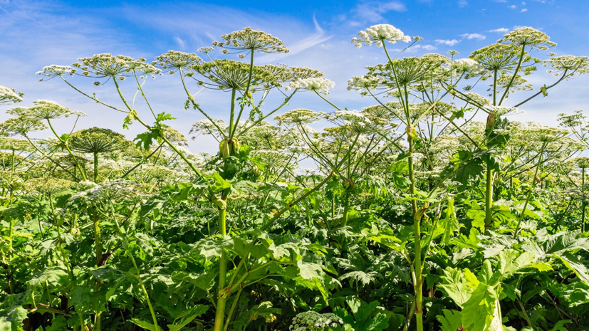 В Подмосковье волонтёры будут помогать в борьбе с борщевиком