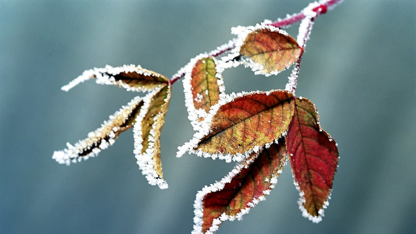 В Курганской области ожидаются заморозки