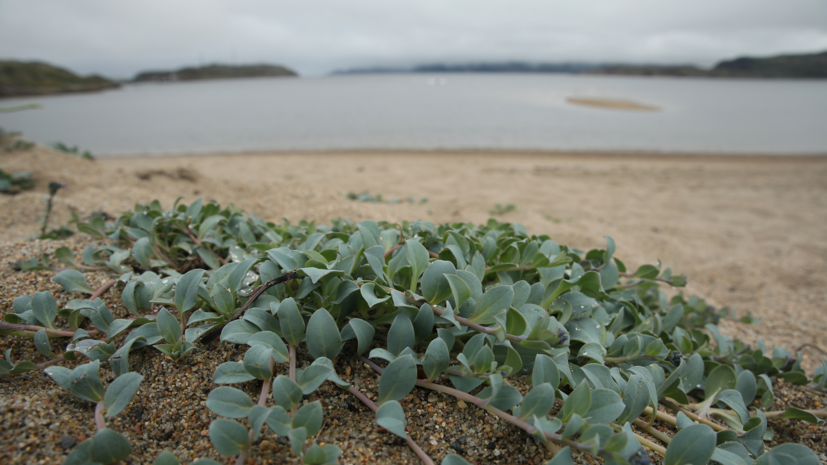В Мурманской области появится природный парк «Териберка»