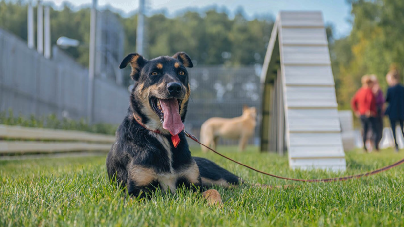 В четырёх районах Москвы появились мини-парки для прогулок с собаками