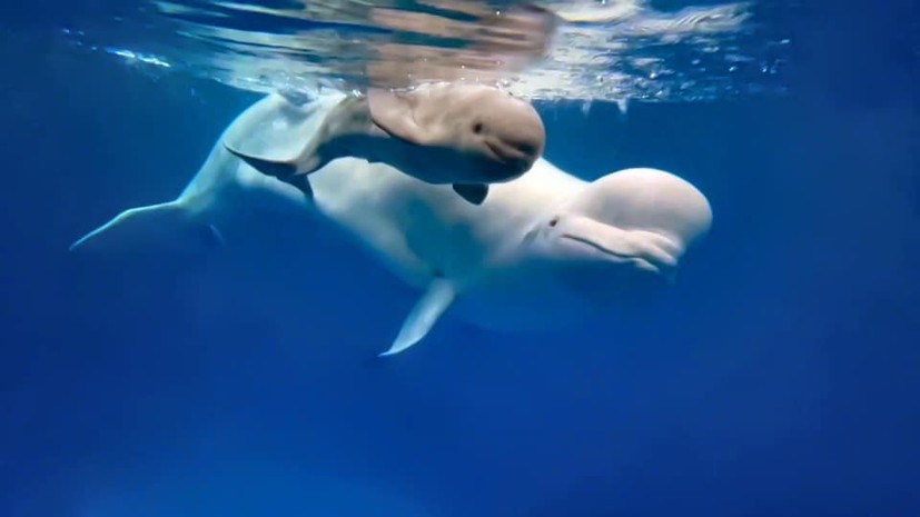 Впервые в России белый кит родился в условиях дельфинария
