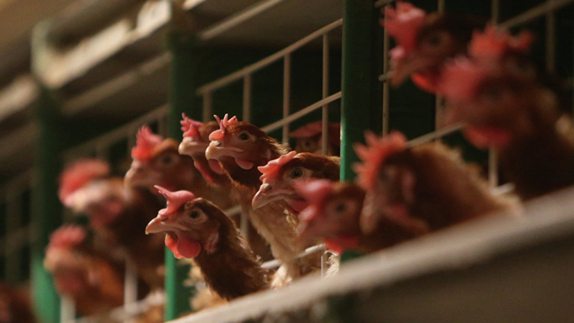 Попова рассказала о работе Роспотребнадзора по борьбе с птичьим гриппом