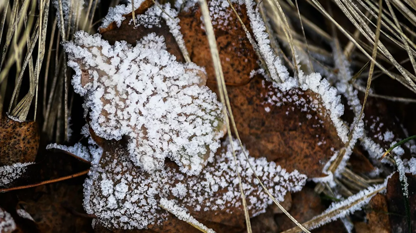 Синоптик предупредила о заморозках на Урале