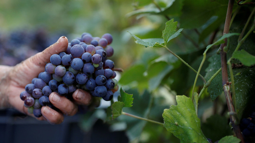 Виноделы Севастополя получили более 240 млн рублей субсидий в 2021 году