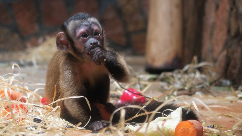 В Ленинградском зоопарке подвели итоги акции «Дары осени»