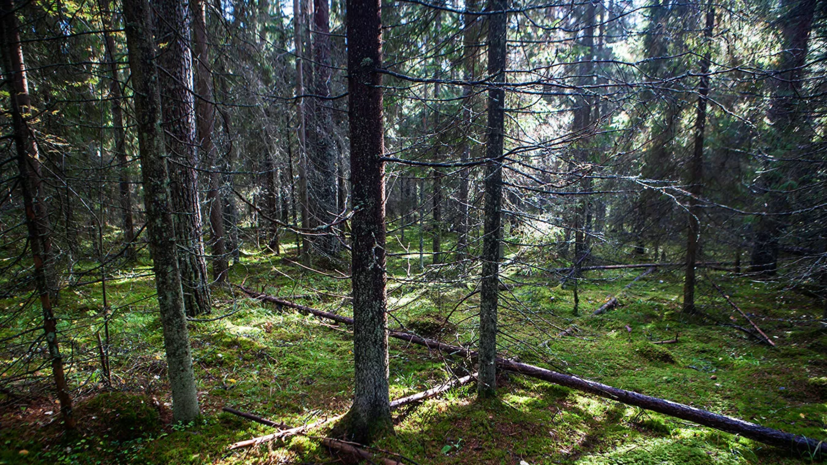 В Татарстане пройдёт экологическая акция «Сохраним лес»