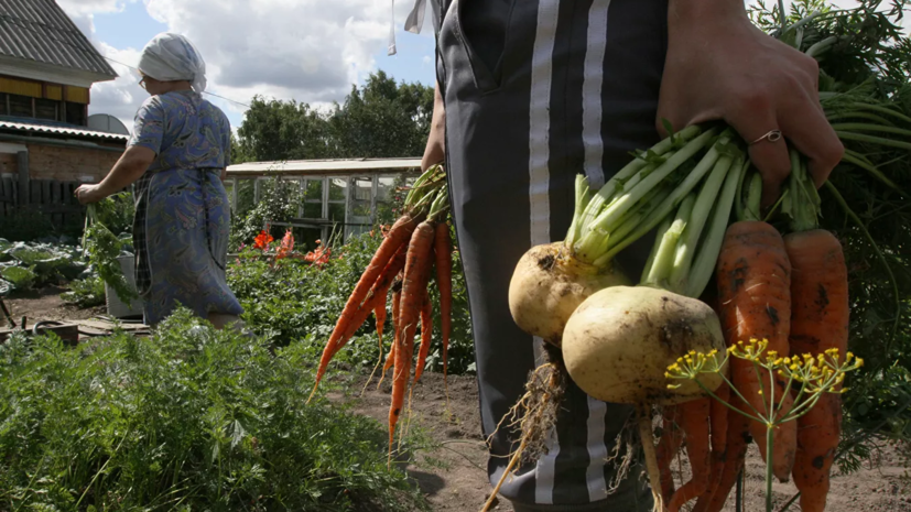 Диетолог Арзамасцев дал рекомендации по хранению дачного урожая