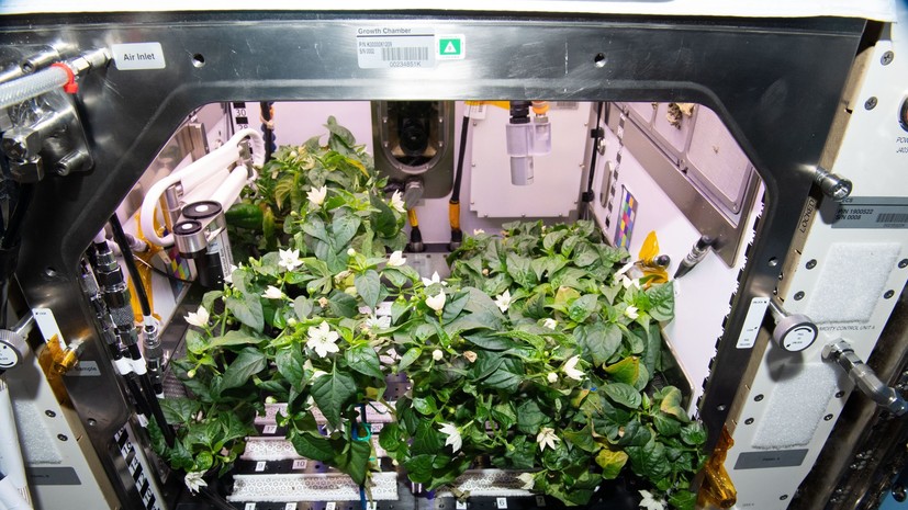 На МКС впервые удалось вырастить перец