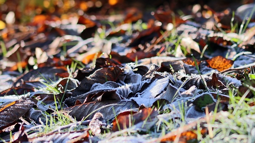 В Самарской области предупредили о ночных заморозках до -4 °С