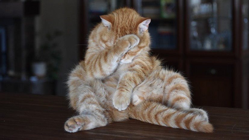 Ветврач Сапарова назвала способ избежать ожирения у домашних животных