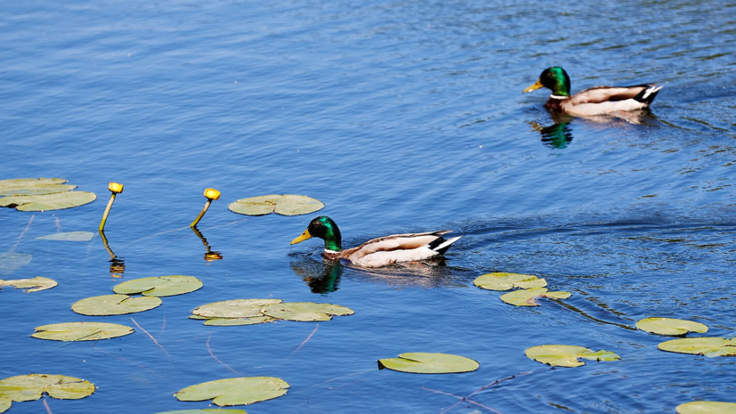 В Москве благоустроят территорию вокруг Калитниковского пруда