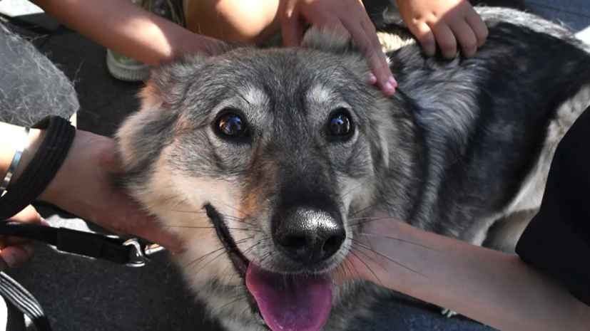 Минприроды назвало число бездомных кошек и собак в России