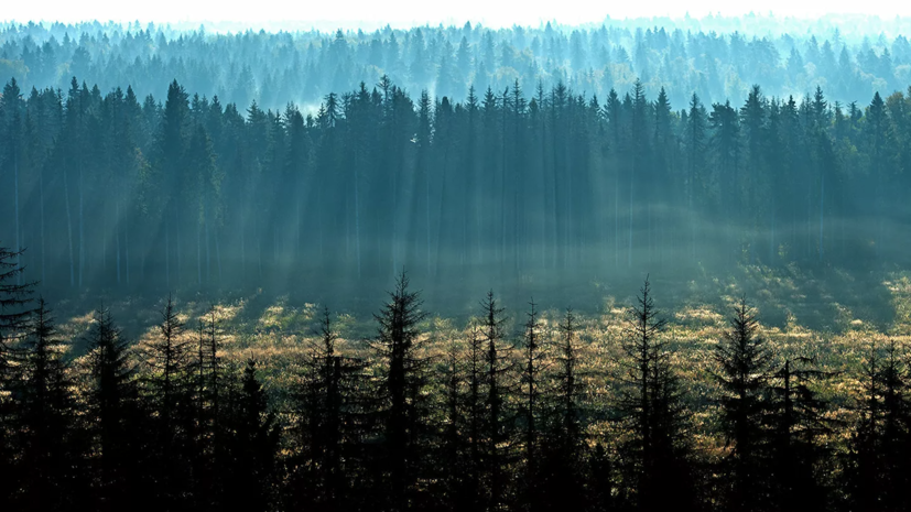В Совфеде назвали причины сокращения хвойных лесов в России