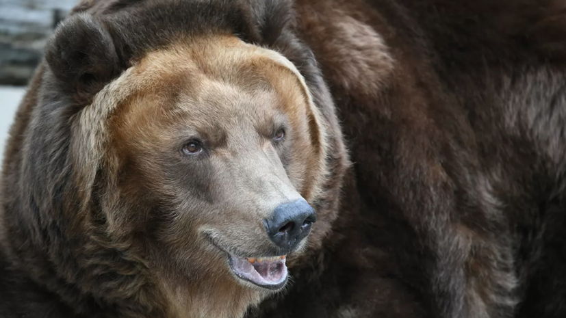 Полиция задержала подозреваемого в отравлении двух медведей в Челябинске
