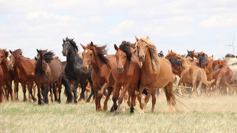 Послушание и крепкая спина: учёные выяснили место и время появления первых домашних лошадей