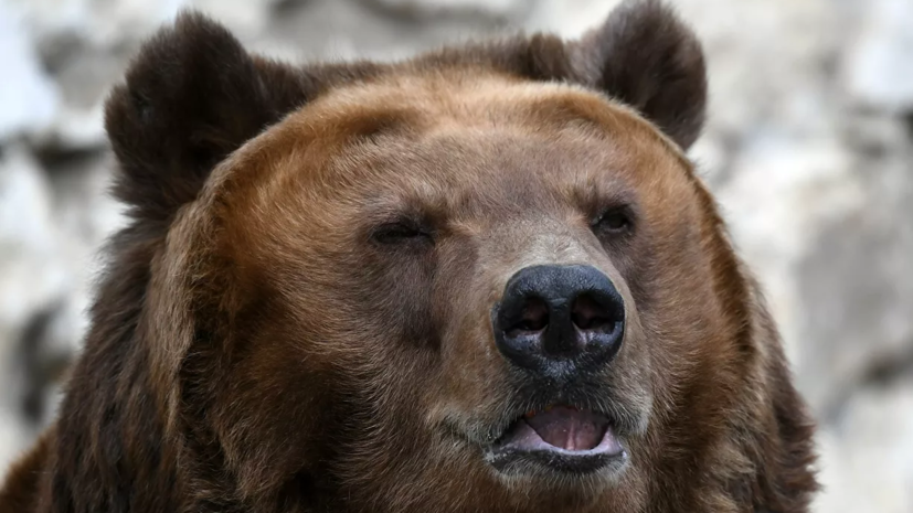 Медведь напал на трёх человек в лесу Тюменской области