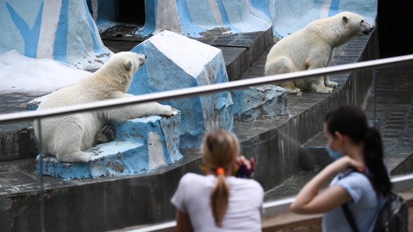 Звери в городе: тест RT о зоопарках в России