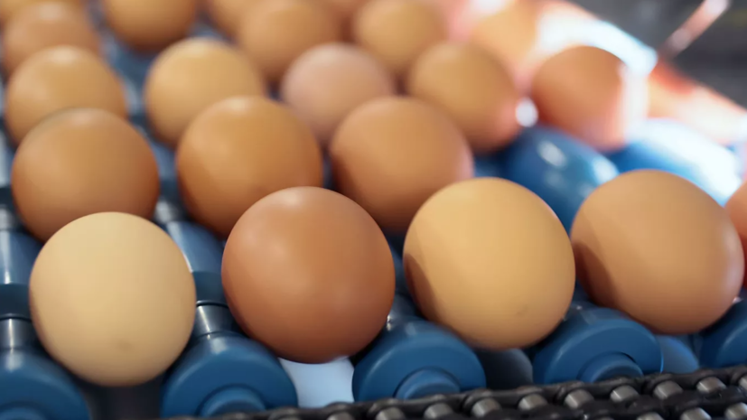 Диетолог Соломатина рассказала, о чём свидетельствует цвет скорлупы куриных яиц