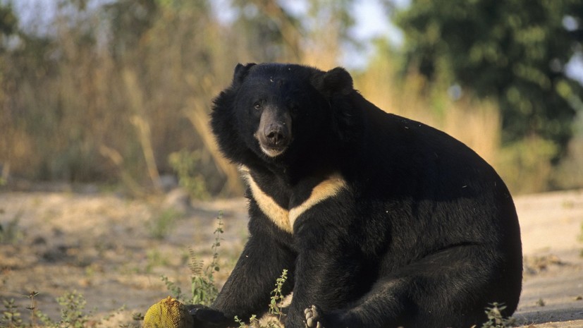 В Приамурье на федеральной трассе сбили гималайского медведя