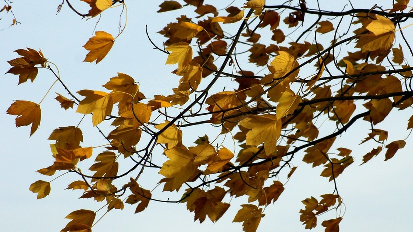 В Татарстане предупредили об усилении ветра до 17 м/с