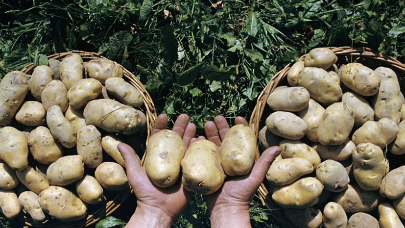 Диетолог Соломатина рассказала, кому нежелательно злоупотреблять картофелем