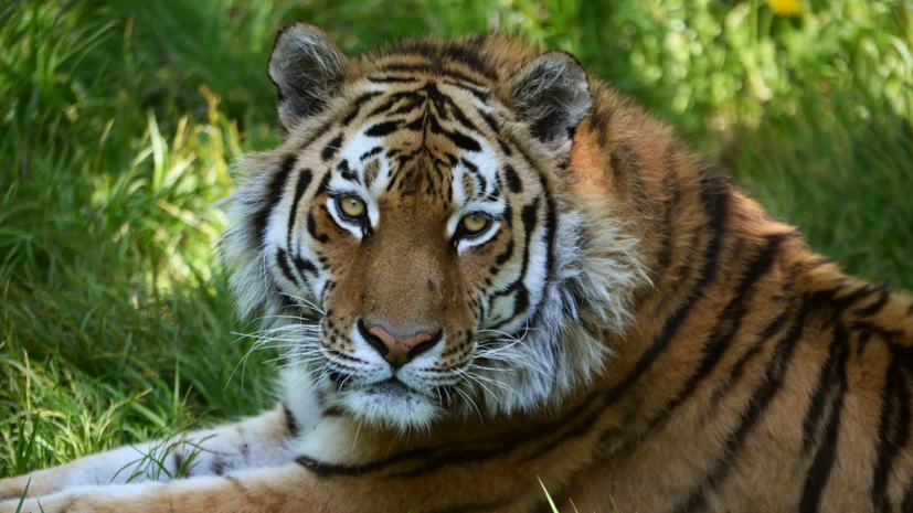 Уголовное дело возбуждено по факту убийства амурского тигра в Приморье