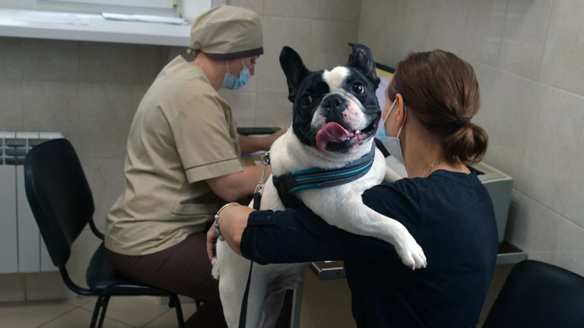 В Госдуме предложили вернуть лицензирование в сфере ветеринарии