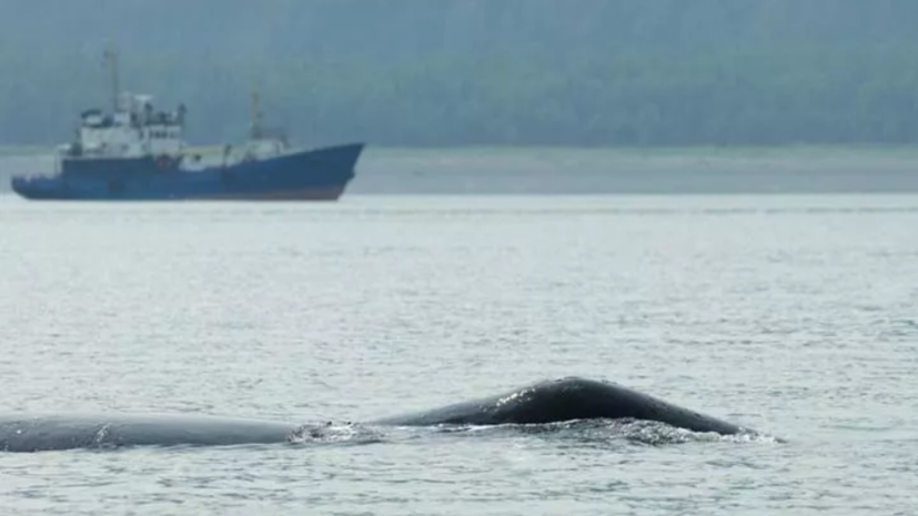 «Известия»: Госдума во втором чтении рассмотрит запрет на вылов китов в культурных целях