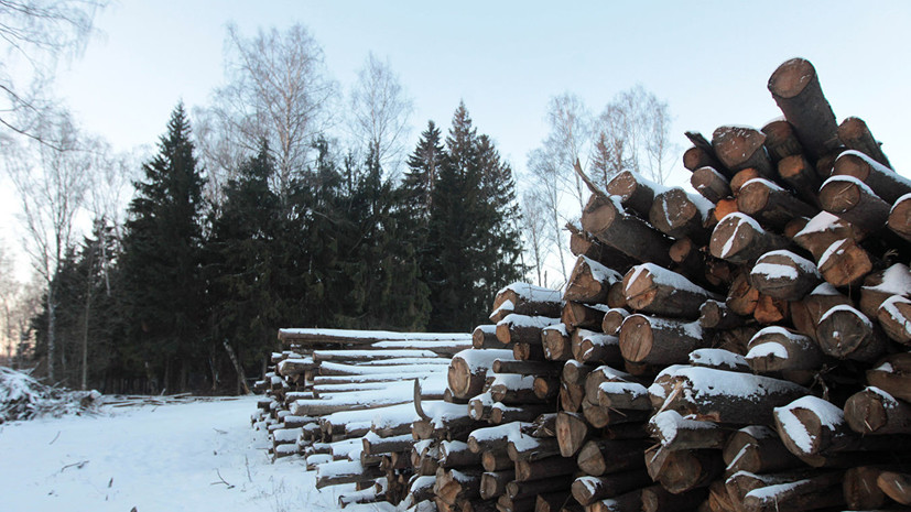 В Иркутской области завели дело против «чёрных лесорубов»