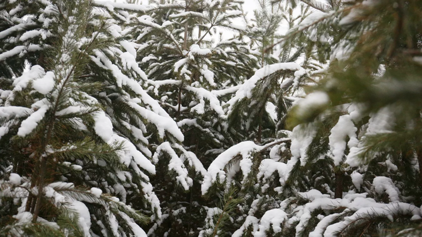 В Роспотребнадзоре дали советы по выбору новогодней ёлки