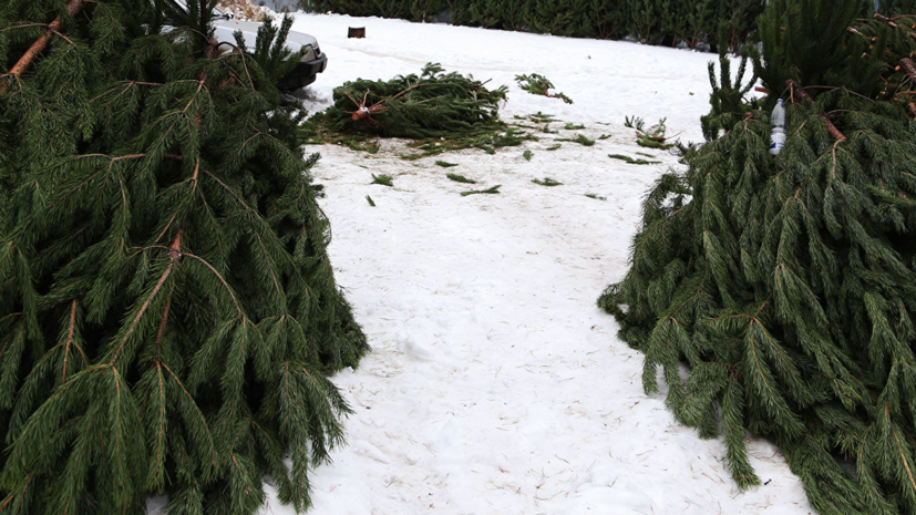 Площадки «Мегабак» в Подмосковье будут принимать ёлки на переработку