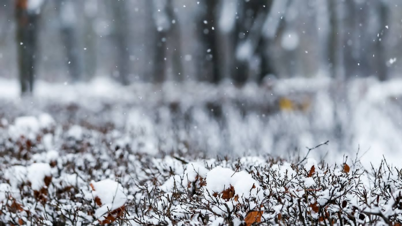 Синоптик Тишковец предупредил о приближении к Москве североатлантического циклона