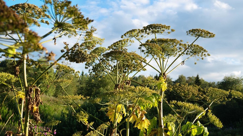 В Подмосковье сообщили о выполнении плана по борьбе с борщевиком в 2021 году