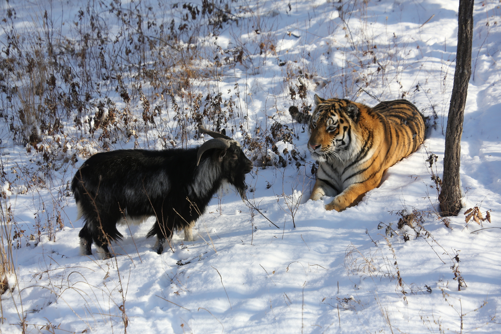 Козёл Тимур и тигр Амур