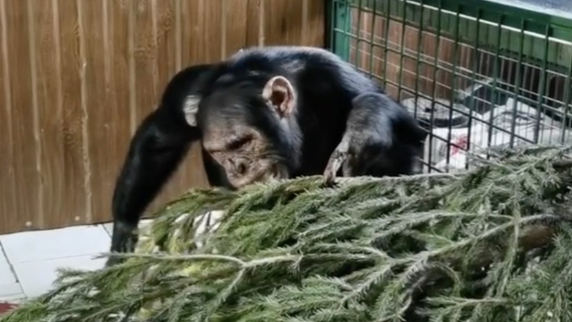 Иркутский зоопарк начал сбор новогодних ёлок