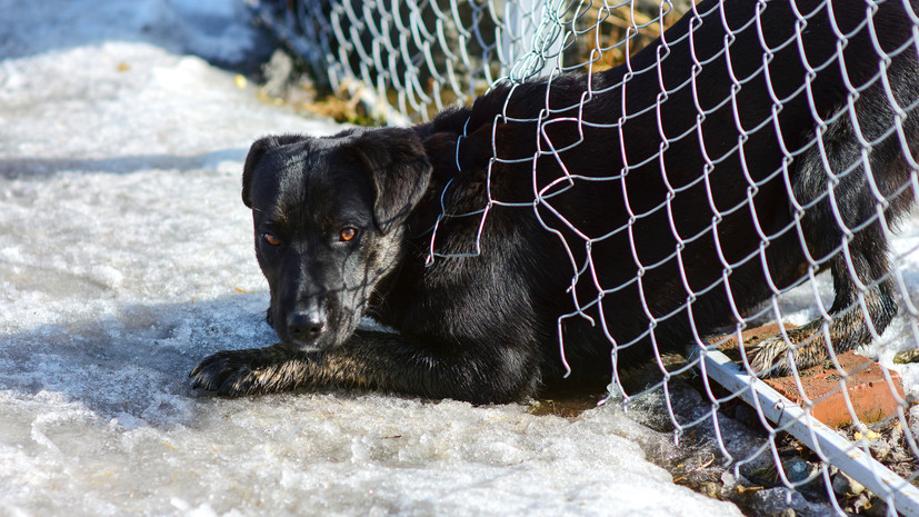 В Кемерове проверяют сообщения о появлении стаи бродячих собак