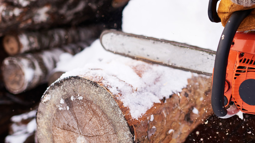 В Удмуртии задержаны два человека за незаконную рубку деревьев