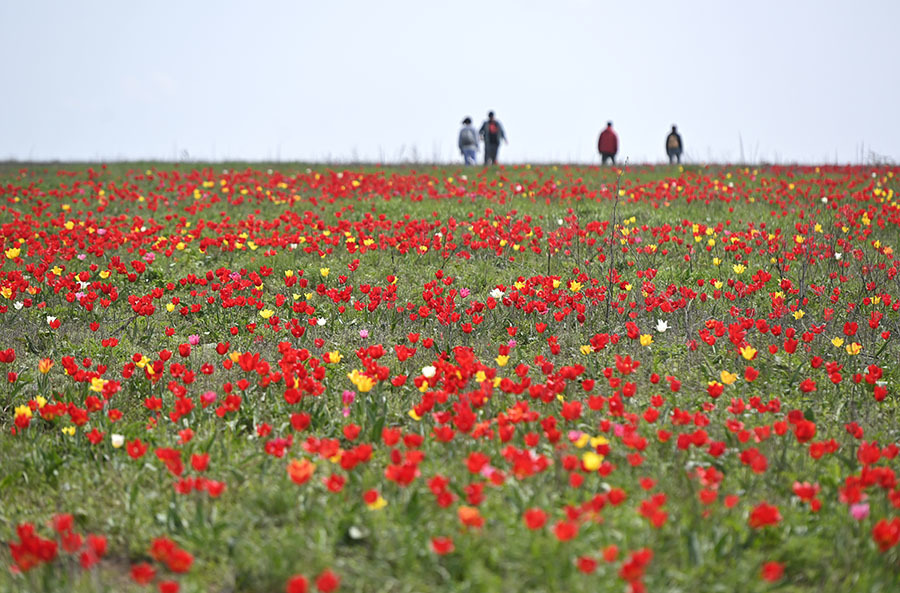Калмыкия цветение тюльпанов 2024. Поля тюльпанов в Калмыкии. Цветение тюльпанов в Калмыкии. Красное поле что можно посетить.