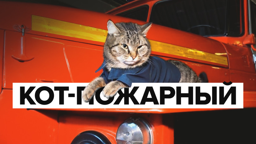 Кот антистресс картинка