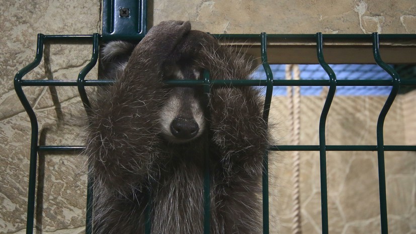 Генпрокуратура выявила массовые нарушения норм содержания животных в зоопарках и цирках